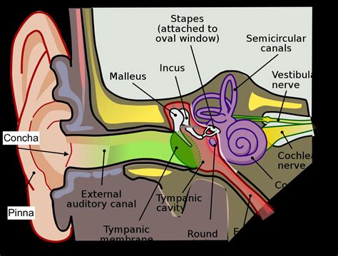 Is It Normal to Hear Music in Your Head? A Delve into the Inner Sounds of Mind